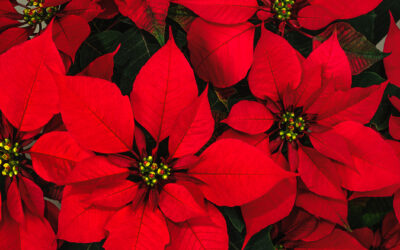 Honor a Loved One with a Poinsettia Dedication