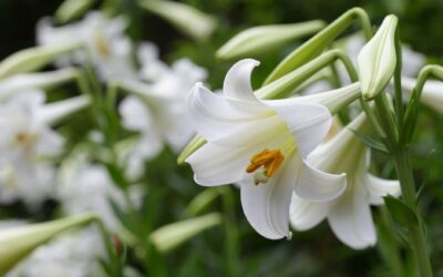 Easter Lily Memorials & Honorariums